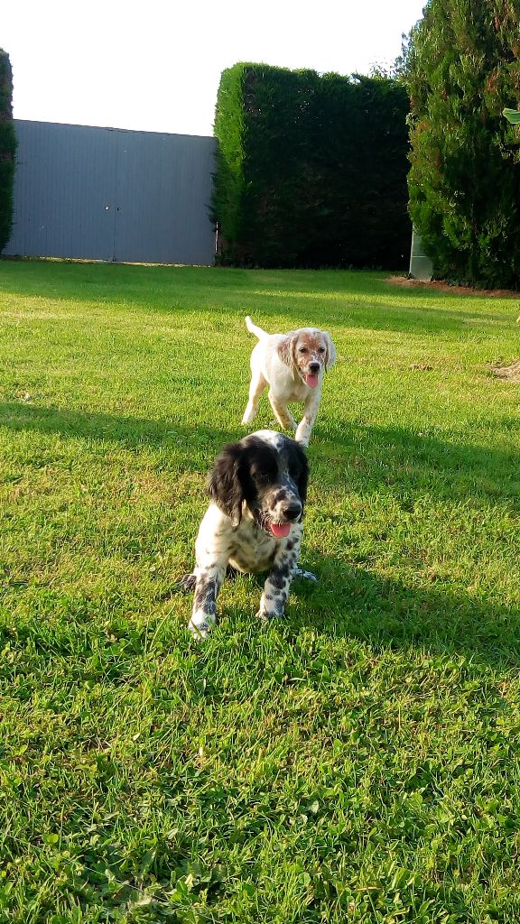 De La Plaine Du Touron - Chiots 2018