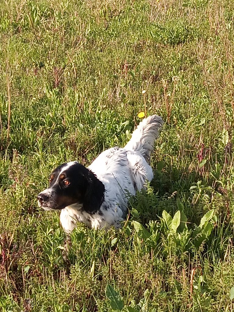 Tessie De la plume de pevele