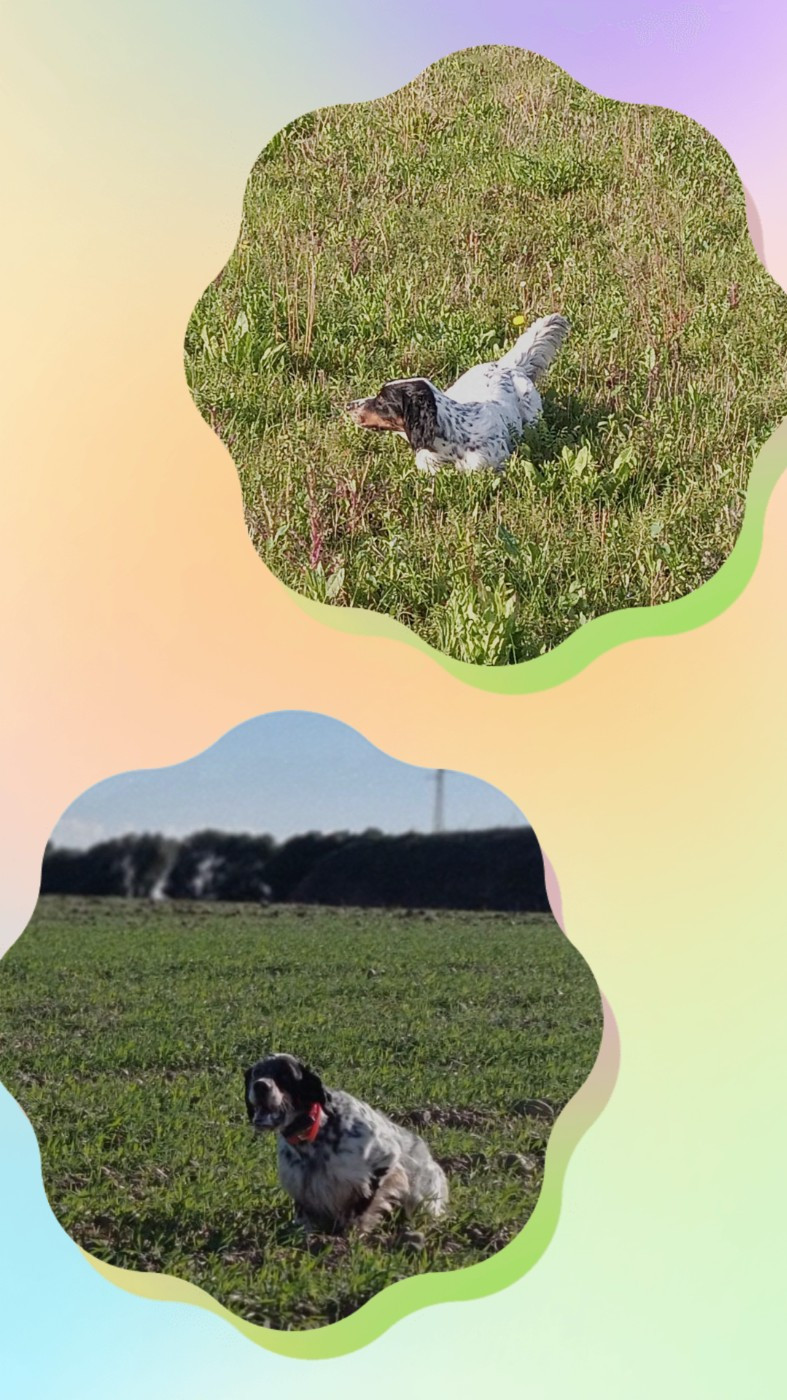 Chiots à venir naissances début mai 2026