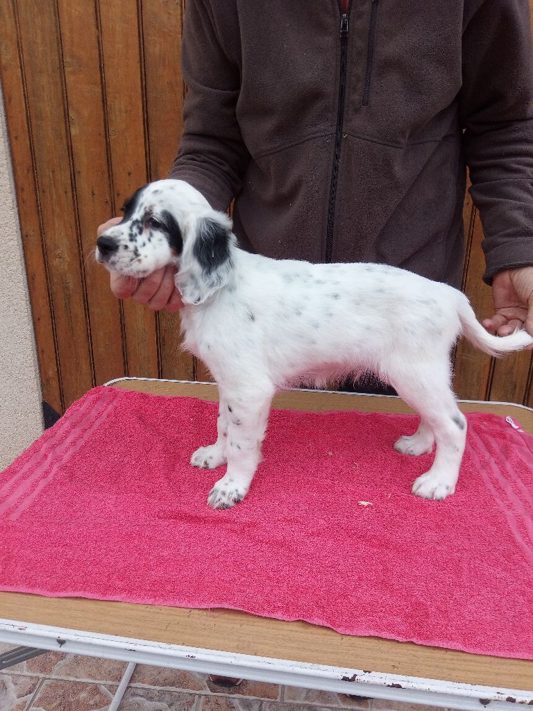 Naissances chiots de Thor x Tessie 2024.