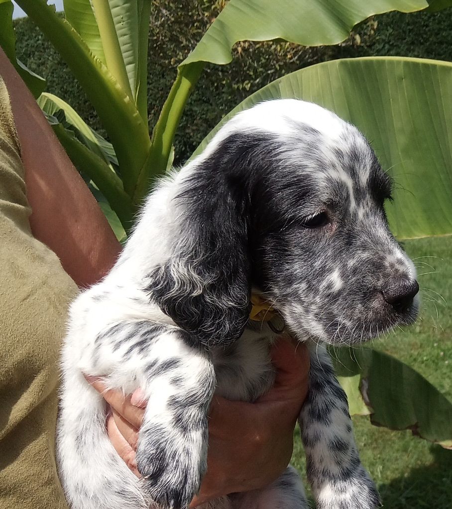 chiots ines x iago 2021