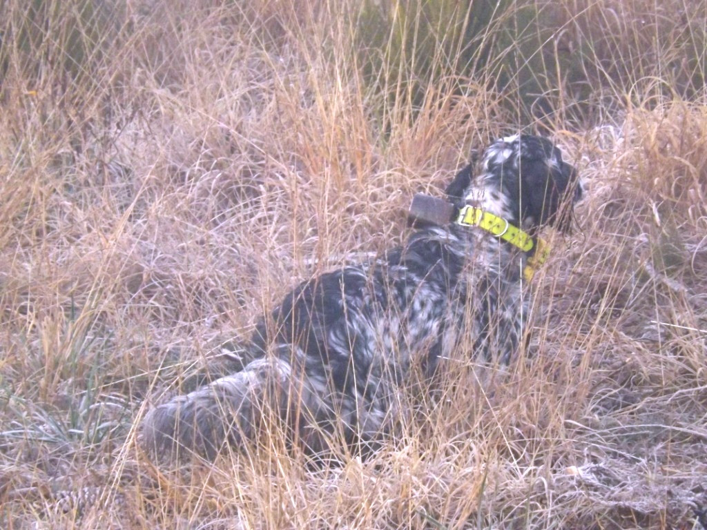 De La Plaine Du Touron - Setter Anglais - Portée née le 06/05/2016