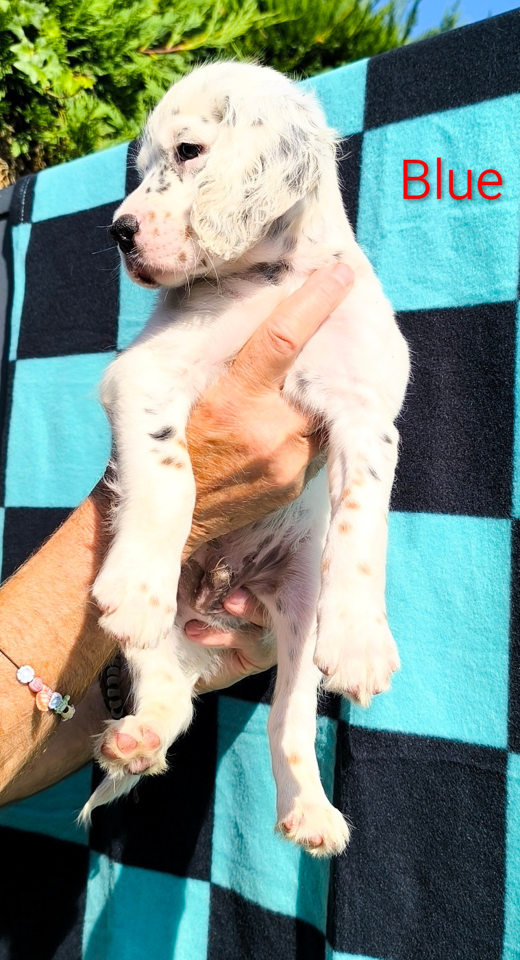 De La Plaine Du Touron - Chiots disponibles - Setter Anglais