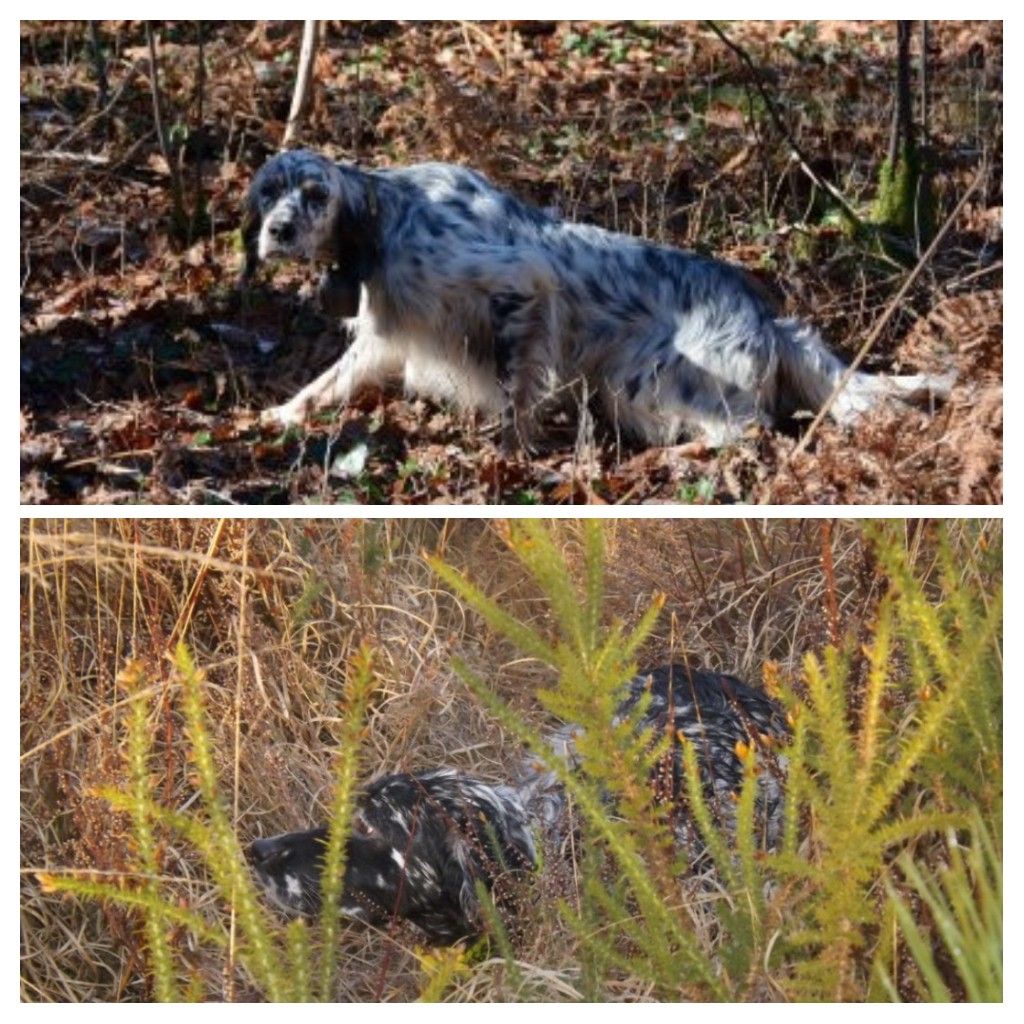 Chiot Setter Anglais De La Plaine Du Touron