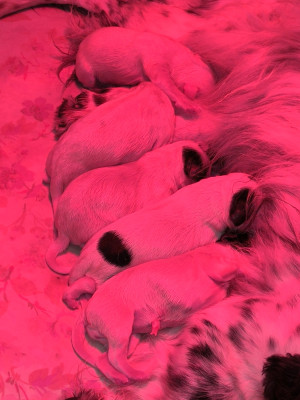CHIOT 5
