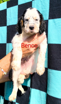 CHIOT 2 Benco