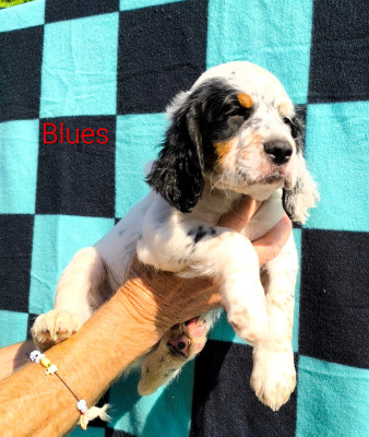 CHIOT 3 Blues