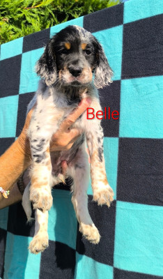 CHIOT 4 Belle