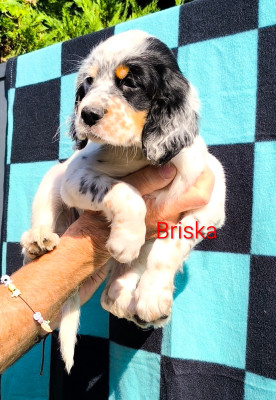 CHIOT 6 Briska