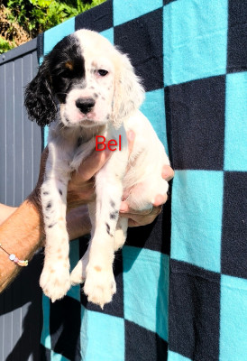 CHIOT 7 Bel