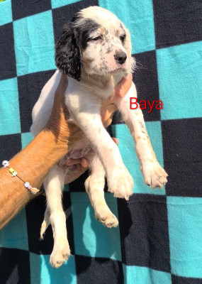 CHIOT 8 Baya