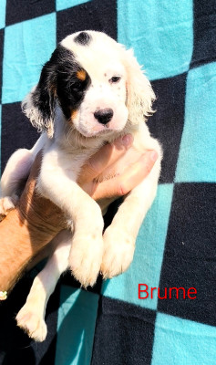 CHIOT 9 Brume