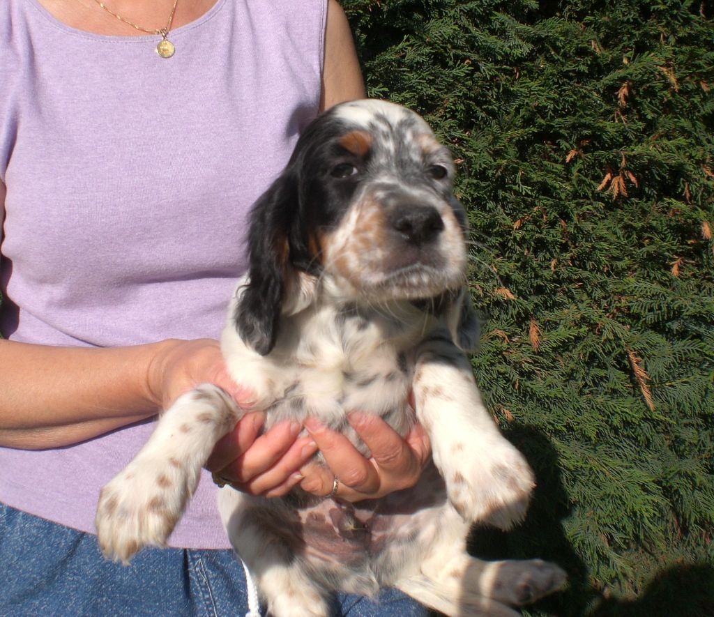 Chiot Setter Anglais De La Plaine Du Touron