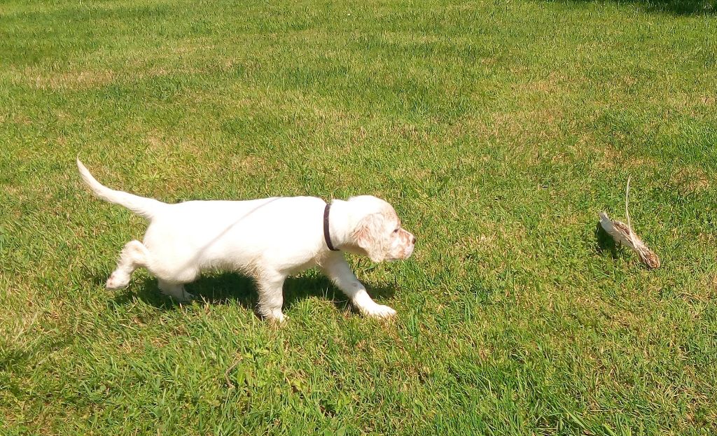 Chiot Setter Anglais De La Plaine Du Touron